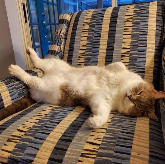 Meet your Posher, Lecia - Picture 1 of 1